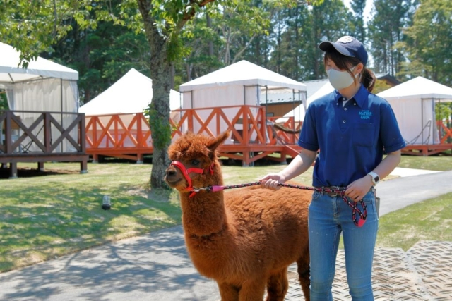 「マザー牧場 グランピング THE FARM」ならアルパカを独占してふれあいもOK!