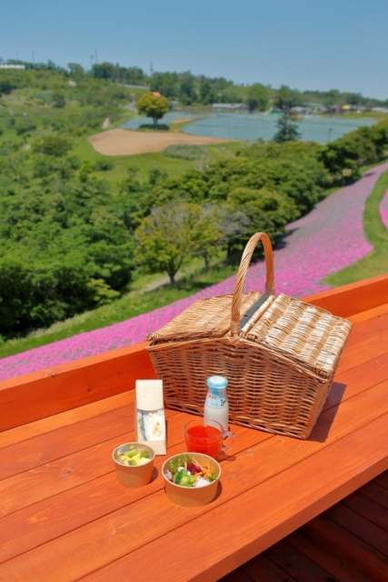 癒されるもこもこのアルパカとのふれあい!