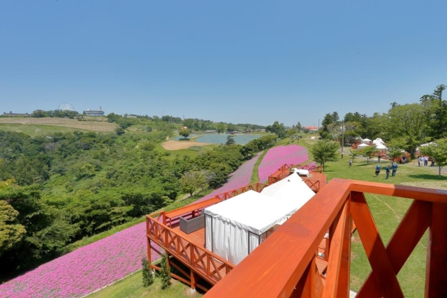 マザー牧場にオープンしたグランピングはこんな施設です