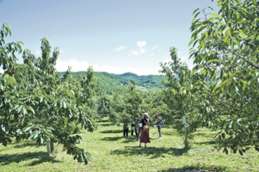 ニトリ観光果樹園(旧山本観光果樹園)