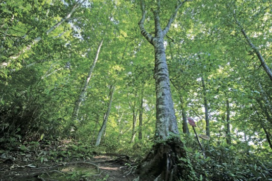 【北海道】歩いて楽しむ森の絶景!「北限のブナ」を見に黒松内へ