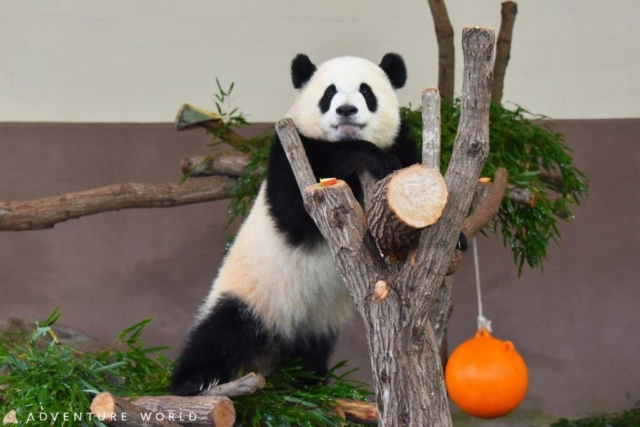 パンダの大ファミリーが暮らす、パンダ好きの聖地