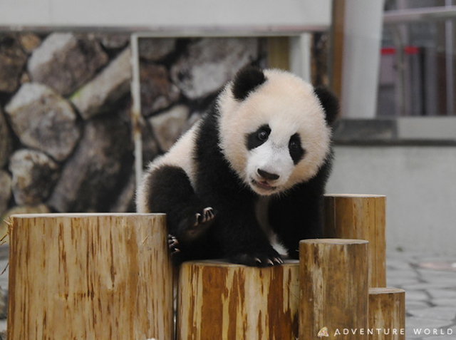 赤ちゃんパンダの楓浜は、すくすくと元気に成長中♡