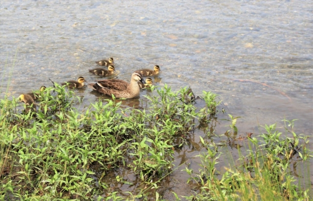 【鴨川観光】正面橋 ~何の正面?誰もが知るあの歴史人物ゆかりの橋~