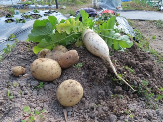 寒くなっても家庭菜園は終わりません!初心者でも1年楽しめました!