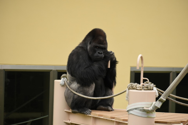大人気アイドル動物6位 東山動植物園のニシゴリラのシャバーニ(愛知県)