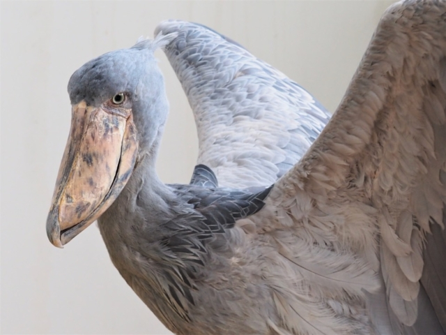 大人気アイドル動物8位 松江フォーゲルパークのハシビロコウのフドウ君(島根県)