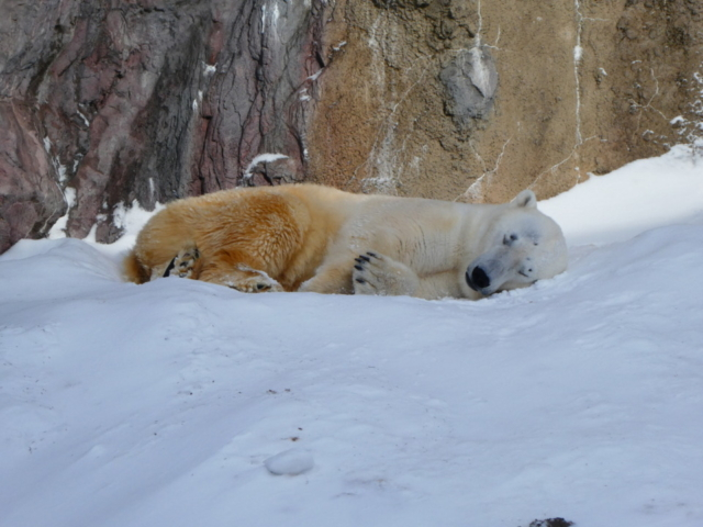 大人気アイドル動物9位 旭川市旭山動物園のホッキョクグマ(北海道)