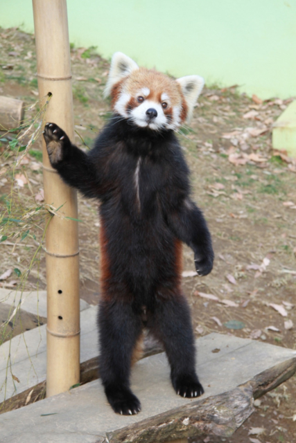 大人気アイドル動物11位 千葉市動物公園のレッサーパンダの風太くん(千葉県)