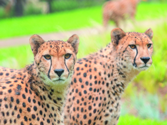 【千葉動物園ランキング】3位:千葉市動物公園(千葉)