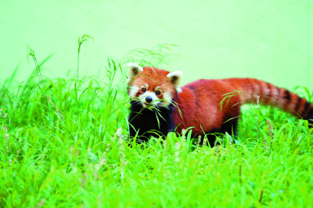 【千葉動物園ランキング】3位:千葉市動物公園(千葉)