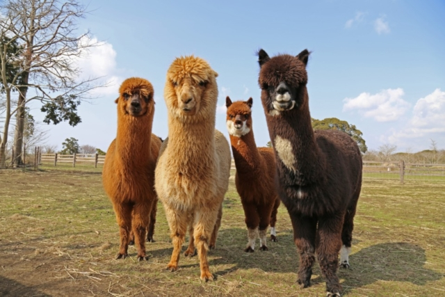 【千葉動物園ランキング】1位:マザー牧場(富津)