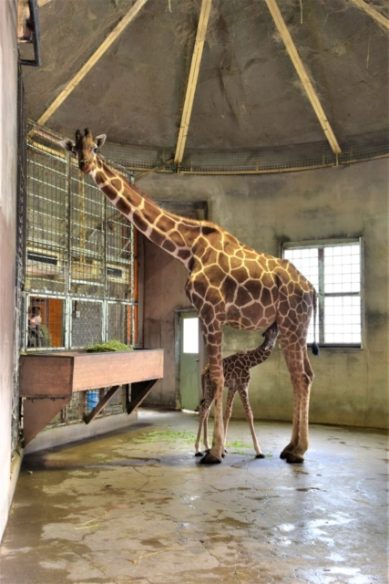 大人気アイドル動物13位 多摩動物公園のキリンの親子(東京都)