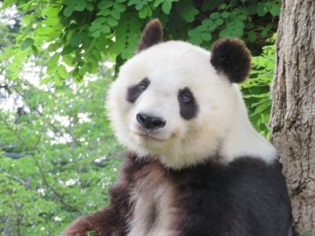 大人気アイドル動物14位 神戸市立王子動物園のジャイアントパンダのタンタン(兵庫県)