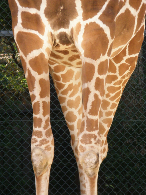 大人気アイドル動物15位 京都市動物園の♡のキリン(京都府)