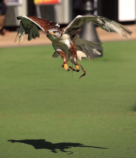 【千葉動物園ランキング】5位:Moff animal world(印西)