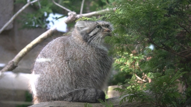 大人気アイドル動物7位 那須どうぶつ王国のマヌルネコ(栃木県)
