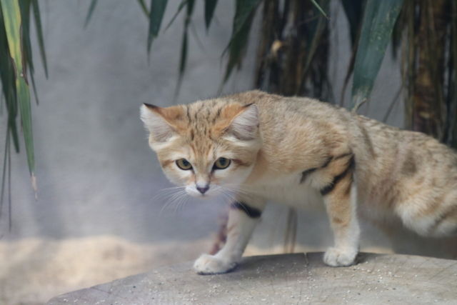 大人気アイドル動物2位 神戸どうぶつ王国のスナネコ&サーバル(兵庫県)