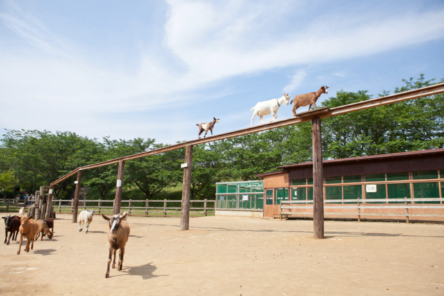 【千葉動物園ランキング】4位:成田ゆめ牧場(成田)