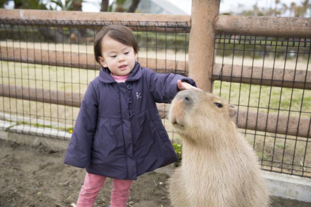 【千葉動物園ランキング】6位:アロハガーデンたてやま(館山)