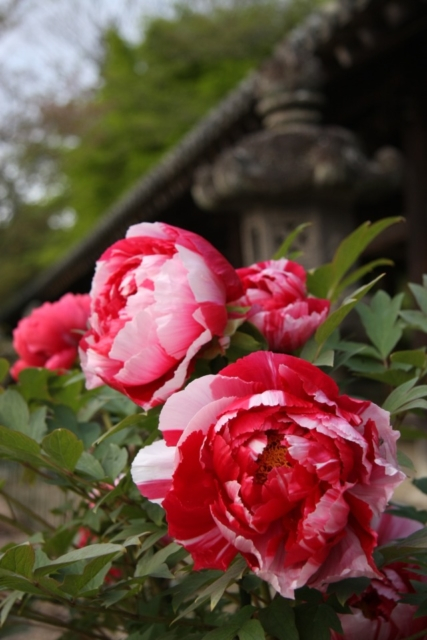 季節の花々が彩る境内