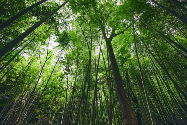 50種類を超えるポケモンたちが君を待っている!