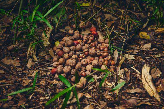 トキワのもりに迷い込んだ?まるで本物のポケモンたちがそこに