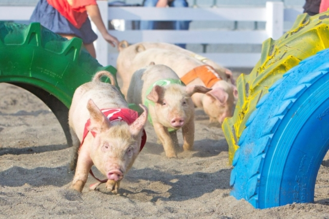 【千葉動物園ランキング】1位:マザー牧場(富津)