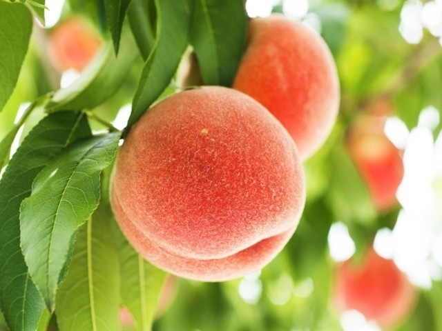 全国のおすすめモモ狩りスポット 収穫時期や食べ放題情報など情報満載!季節の味覚を堪能しよう!