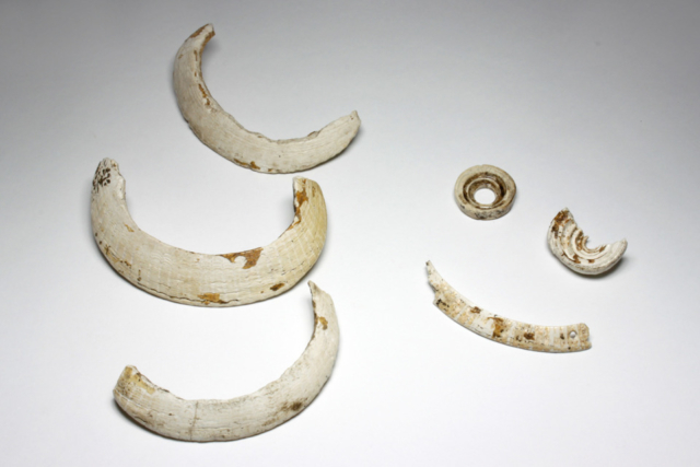 海沿いの集落ならではの痕跡が数多く見つかっている「入江貝塚」