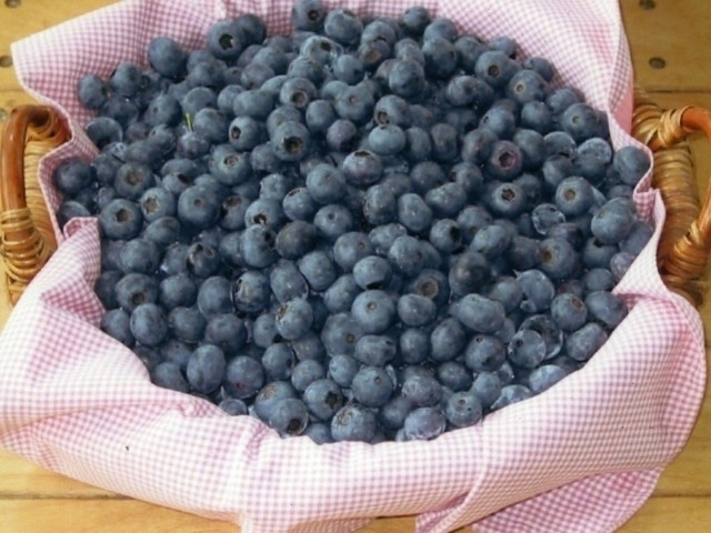 全国のおすすめブルーベリー狩りスポット 収穫時期や食べ放題情報など情報満載!季節の味覚を堪能しよう!