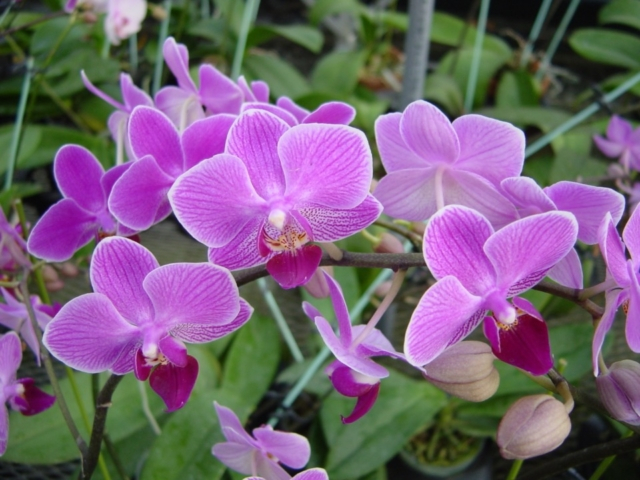 【向島のおすすめ観光スポット】向島洋らんセンター