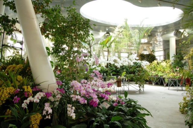 【向島のおすすめ観光スポット】向島洋らんセンター