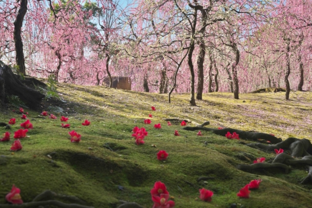 城南宮 ~都の南西・裏鬼門を守る神~〈京都市伏見区〉