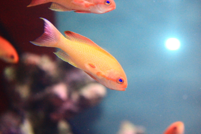 神戸ポートミュージアム:【劇場型アクアリウム】AQUARIUM × ART átoa