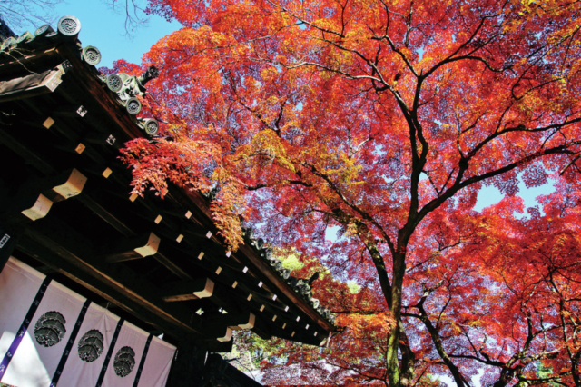 北野天満宮・大徳寺エリアの紅葉おすすめスポット 今宮神社