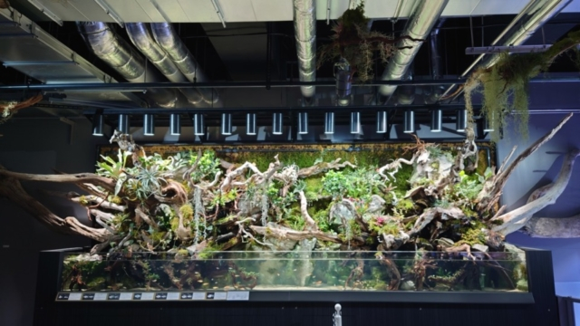 【AQUARIUM 】ELEMENTS 精霊の森