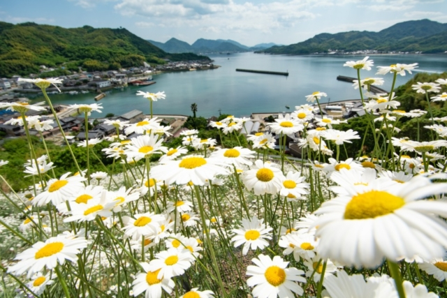 しまなみ海道・因島の観光スポット 馬神除虫菊畑