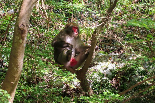 箕面の滝へ!半日お散歩プランはこんなコースです