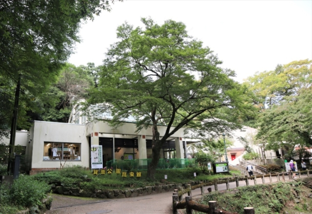 箕面のおでかけ散歩プラン⑤ 箕面昆虫館の蝶の楽園でひと休み