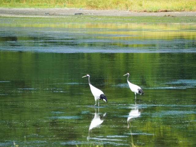 あの映画のモデルになった場所?藻散布(もちりっぷ)沼