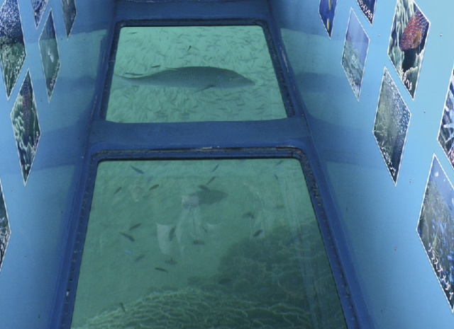 高知の絶景スポット15選⑭ 竜串海域公園