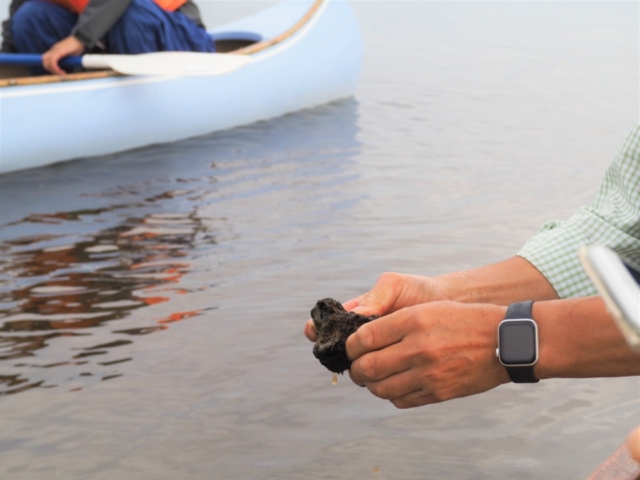 霧多布湿原でカヌー体験!静かな湿原の水鏡の上に浮かぶ!