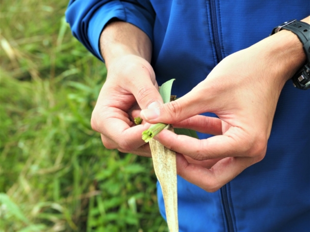 霧多布湿原木道ウォークで湿原の四季を感じる