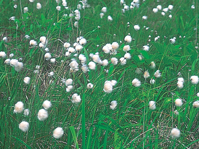 霧多布湿原木道ウォークで湿原の四季を感じる