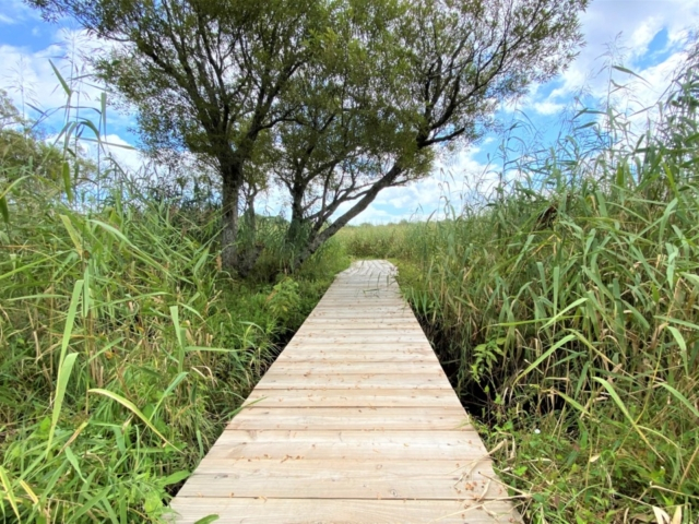 霧多布湿原木道ウォークで湿原の四季を感じる
