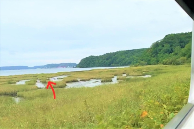 JR花咲線に乗って国定公園の中を走る鉄道の旅