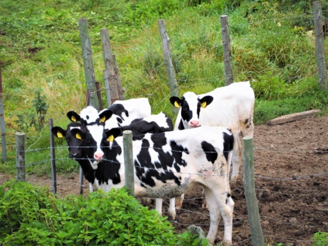 浜中で飲めるクローバー印の牛乳瓶にキュン!「小松牛乳」