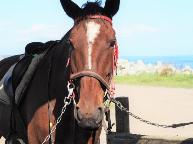 浜中の海岸で憧れの乗馬~夢は暴れん坊将軍!?