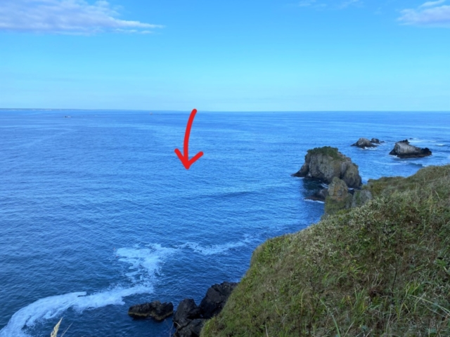 霧多布岬で野生のラッコを見た!昆布にくるまって寝る姿がかわいい!!